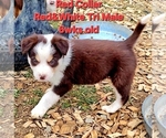 Small Photo #23 Border Collie Puppy For Sale in BYBEE, TN, USA