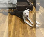 Small #2 American Pit Bull Terrier Mix