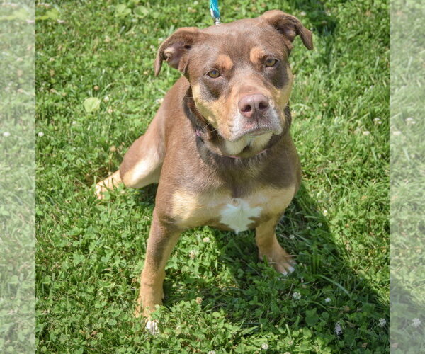 Medium Photo #5 Chocolate Labrador retriever-Rottweiler Mix Puppy For Sale in Huntley, IL, USA