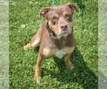 Small #4 Chocolate Labrador retriever-Rottweiler Mix