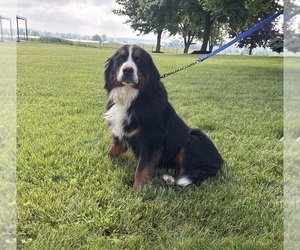 Mother of the Bernese Mountain Dog puppies born on 05/08/2026