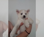 Small Photo #7 Pomsky Puppy For Sale in LOVELAND, CO, USA