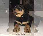 Small Photo #1 Rottweiler Puppy For Sale in VICTORVILLE, CA, USA