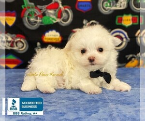 Maltese Puppy for sale in WINNSBORO, LA, USA