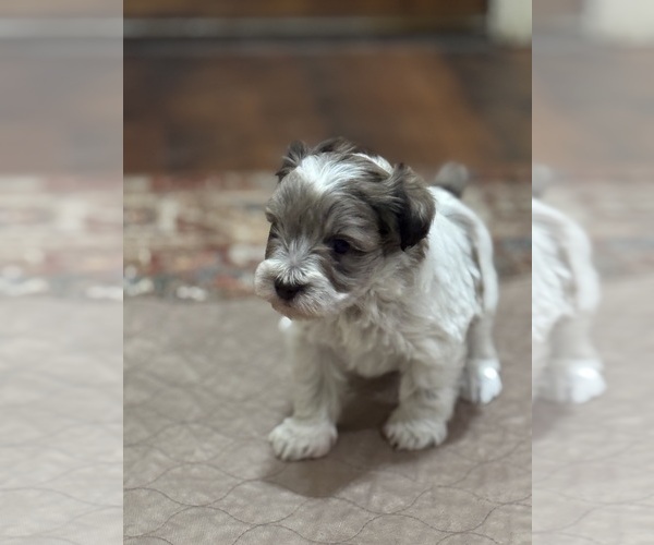 Medium Photo #3 Schnauzer (Miniature) Puppy For Sale in PFLUGERVILLE, TX, USA
