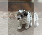 Small #2 Schnauzer (Miniature)