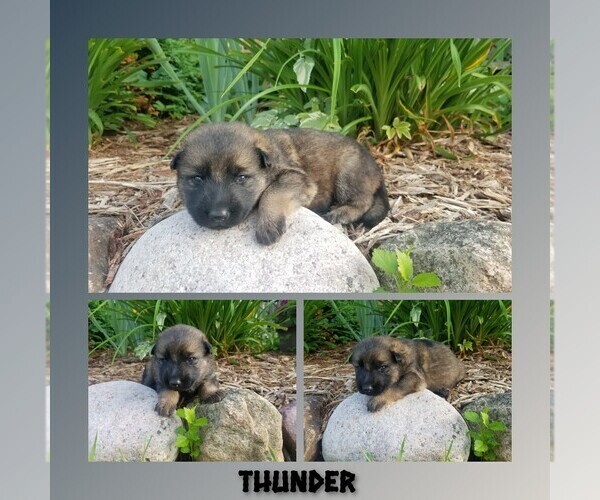 Medium Photo #2 German Shepherd Dog Puppy For Sale in BROOKFIELD, MO, USA