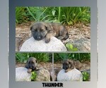 Small #1 German Shepherd Dog