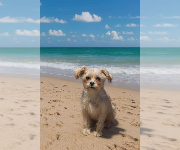 Medium Photo #2 Brussels Griffon-Havanese Mix Puppy For Sale in Mukwonago, WI, USA