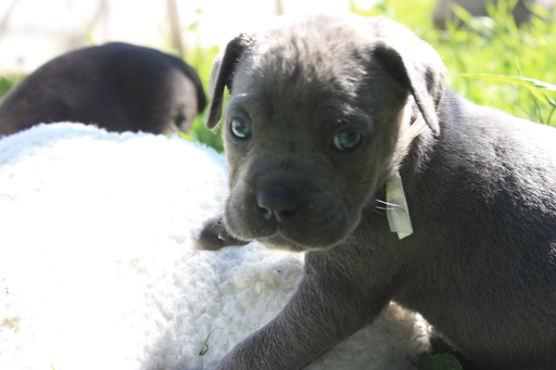 Medium Photo #1 Cane Corso Puppy For Sale in POMONA, CA, USA