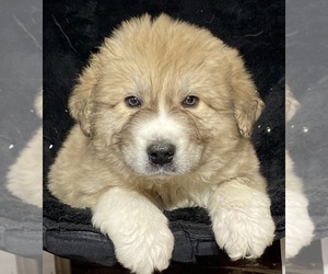Great Pyrenees Puppy for sale in CANOGA, NY, USA