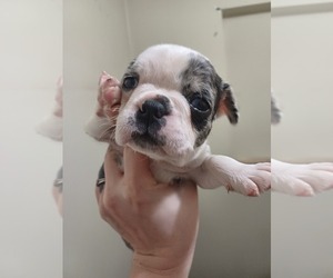 Faux Frenchbo Bulldog Puppy for sale in MORRIS, AL, USA