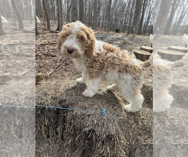 Medium Photo #1 Aussie-Poo-Goldendoodle Mix Puppy For Sale in COMMERCE, MI, USA