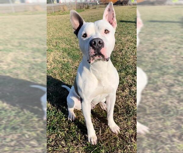Medium Photo #3 American Bulldog-Unknown Mix Puppy For Sale in Rosenberg, TX, USA