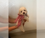 Small Photo #2 Maltese Puppy For Sale in CLEWISTON, FL, USA