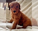 Small Photo #1 Goldendoodle Puppy For Sale in LA FAYETTE, GA, USA