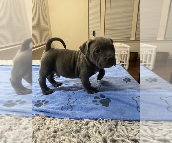 Medium Photo #10 American Bully Puppy For Sale in UPPER MARLBORO, MD, USA