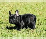 Small Photo #6 French Bulldog Puppy For Sale in Hollywood, FL, USA