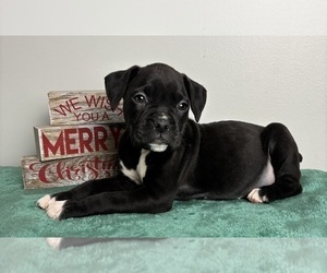 Boxer Puppy for sale in INDIANAPOLIS, IN, USA