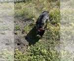 Small Photo #2 Australian Stumpy Tail Cattle Dog Puppy For Sale in PINOLE, CA, USA