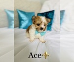 Small Photo #3 Morkie Puppy For Sale in COOKEVILLE, TN, USA