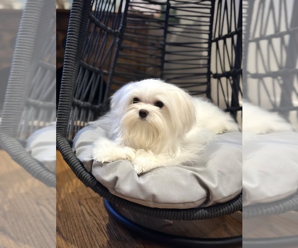 Medium Photo #1 Maltese Puppy For Sale in CHICAGO, IL, USA