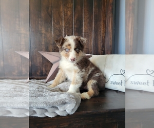 Australian Shepherd Puppy for sale in INDIANAPOLIS, IN, USA