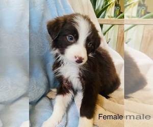 Border Collie Puppy for sale in RIPON, CA, USA