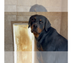 Small #4 Rottweiler