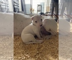 Small Photo #30 Dogo Argentino Puppy For Sale in ARLINGTON, TX, USA