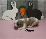 Small #2 Cavalier King Charles Spaniel