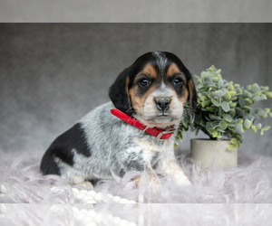 Beagle Litter for sale in MILLERSBURG, OH, USA