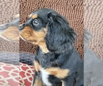 Small #1 Cavalier King Charles Spaniel