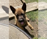 Small Photo #2 Belgian Malinois Puppy For Sale in FAIRPLAY, MD, USA