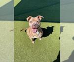Small #1 American Pit Bull Terrier