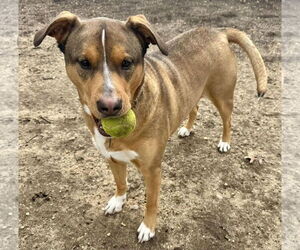 CODY - Male Labrador Retriever-Unknown Mix Dog for Adoption - Photo #3