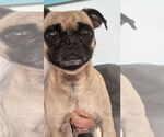 Small #4 Pug