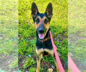 German Shepherd Dog-Unknown Mix Dogs for adoption in Sacramento, CA, USA