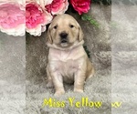Puppy Miss Yellow Golden Retriever