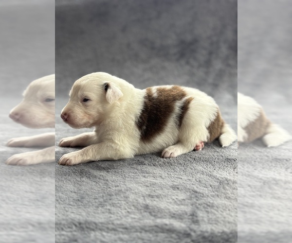 Medium Photo #1 Australian Shepherd Puppy For Sale in CONWAY, MA, USA