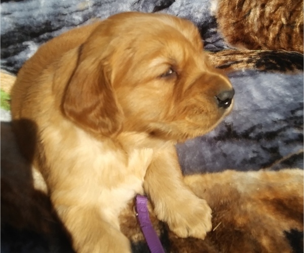 Medium Photo #1 Golden Retriever Puppy For Sale in ATTALLA, AL, USA