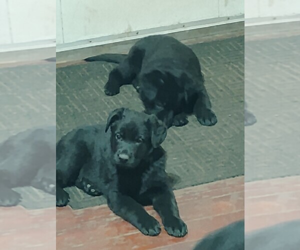 Medium Photo #2 German Shepherd Dog Puppy For Sale in GALION, OH, USA