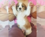 Small Photo #9 Cavapoo Puppy For Sale in AUSTIN, TX, USA