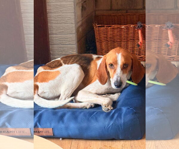 Medium Photo #4 Mutt Puppy For Sale in Rustburg, VA, USA