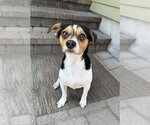 Small #4 Dachshund Mix