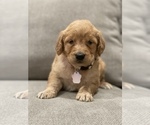 Small Photo #8 Goldendoodle Puppy For Sale in VALLEJO, CA, USA