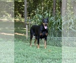 Small #6 Doberman Pinscher