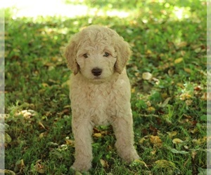 Goldendoodle Puppy for Sale in FAIR GROVE, Missouri USA