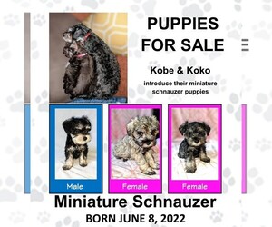 Schnauzer (Miniature) Puppy for sale in EASTMAN, GA, USA