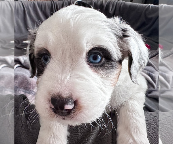 Medium Photo #12 Australian Shepherd-Bernedoodle Mix Puppy For Sale in MELROSE, NY, USA